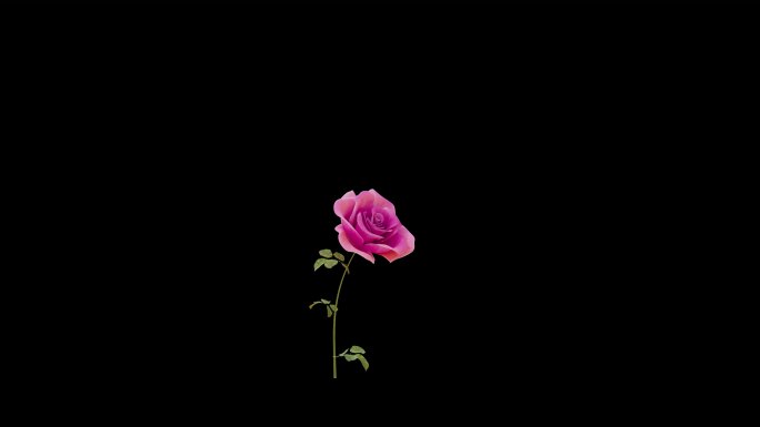 玫瑰花