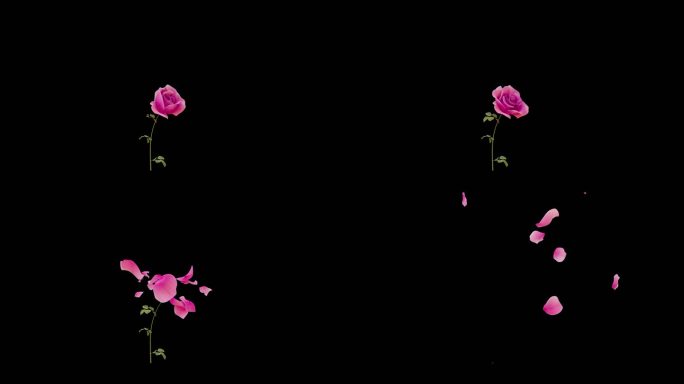 玫瑰花