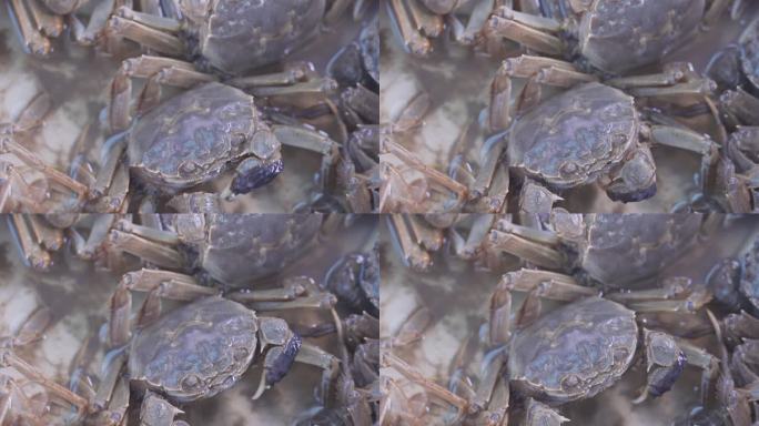 秋天中秋时节盘锦河蟹稻田蟹