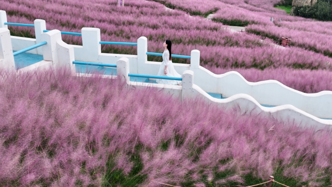 穿白裙子美女在粉黛乱子草里奔跑漫步慢动作