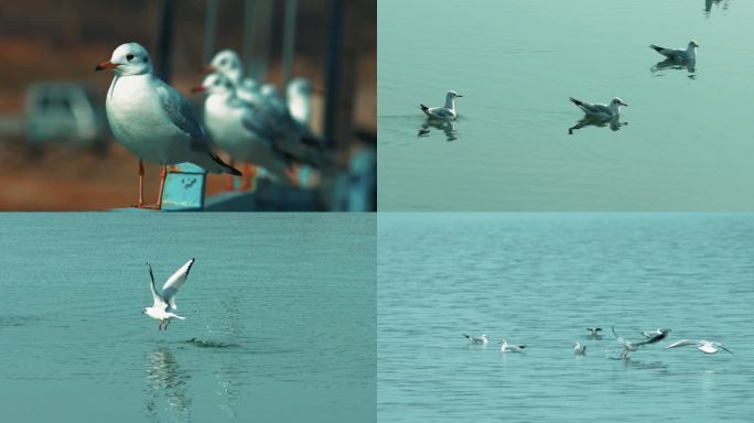 海鸥