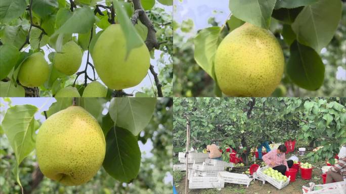 乡村振兴 丰收的梨园  梨树 阳信鸭梨