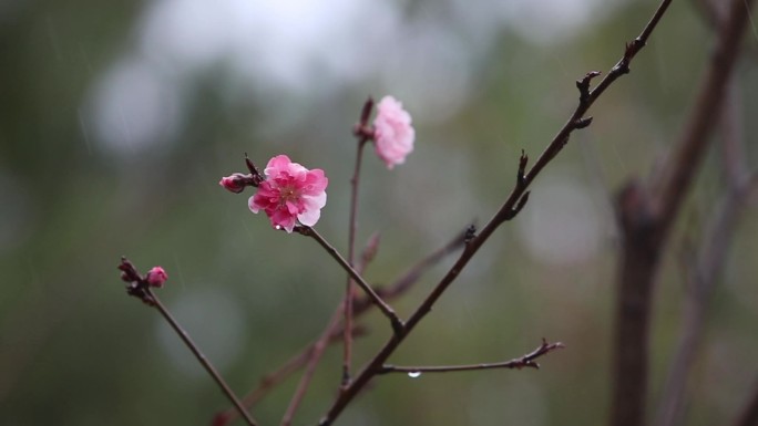 雨中樱花