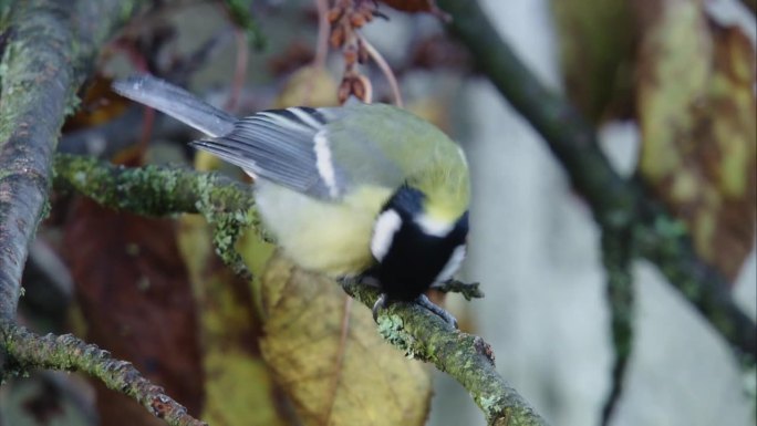 秋天，大山雀在树枝上清洁它的脚