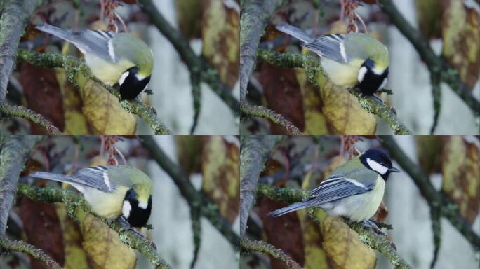 秋天，大山雀在树枝上清洁它的脚