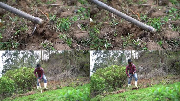 农民在农田里干活