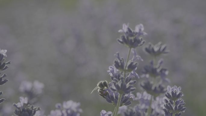 蜜蜂薰衣草自然特写未调色78