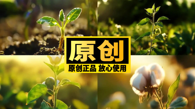 棉花生长全周期 新疆棉花 长绒棉棉田收获