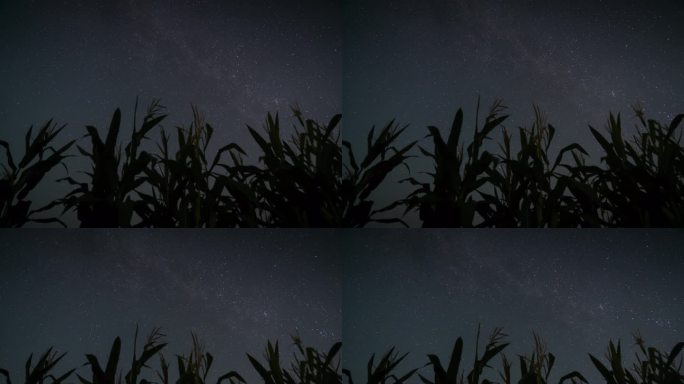 玉米田星空6K延时摄影