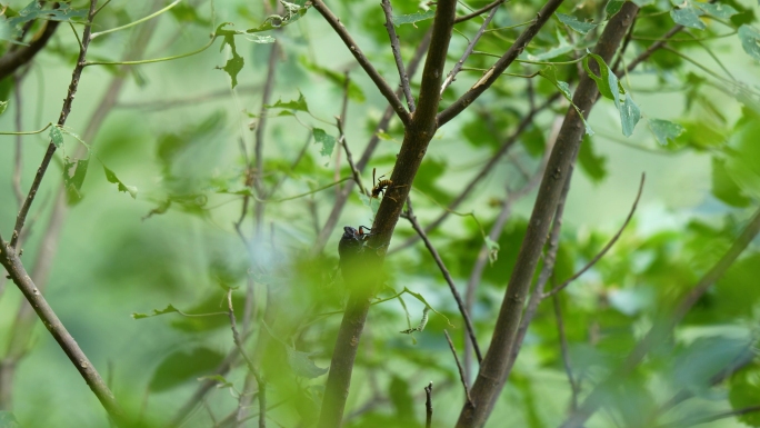 夏季烈日树叶和蝉