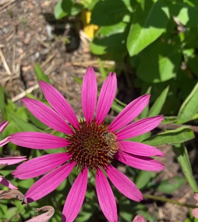 紫松果菊。