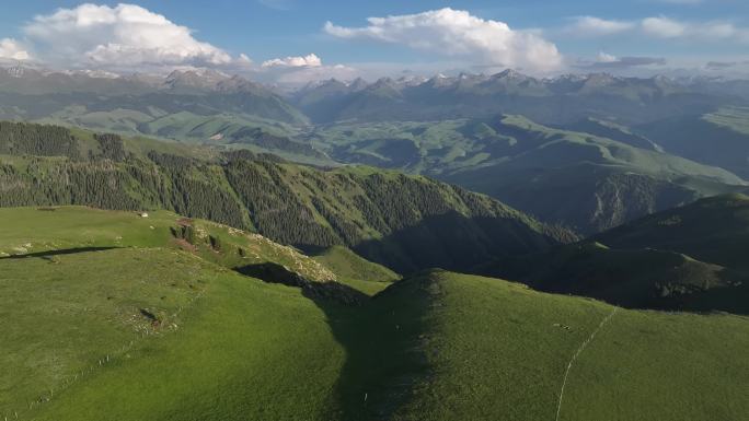 原创 新疆伊犁喀拉峻草原森林航拍自然风光