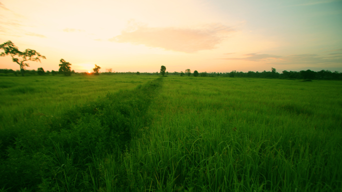 稻田日出日落延时 水稻稻谷稻穗丰收