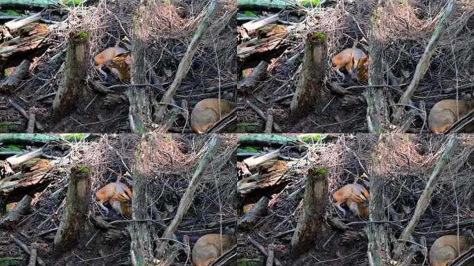 杭州动物园黄麂