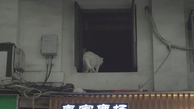 杭州城市人文镜头街景烧饼包粽子店铺