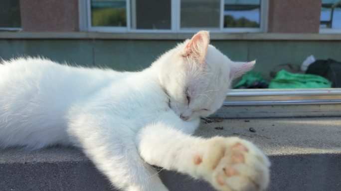 一只，农村土猫，白猫，日常生活4K