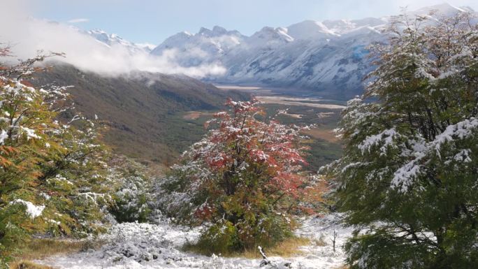 秋天的早晨，山毛榉树被新雪覆盖