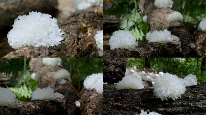 野生银耳种植