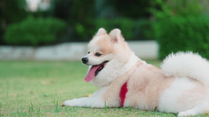 可爱毛茸茸的博美犬喜欢在草地上度过时光