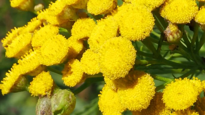 野生药用植物——盛开的三色堇，在一个阳光明媚、有风的日子里