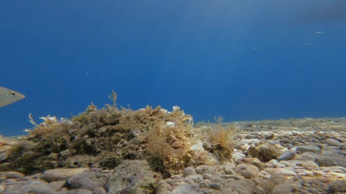 阳光明媚的海底和鱼儿在海里游泳