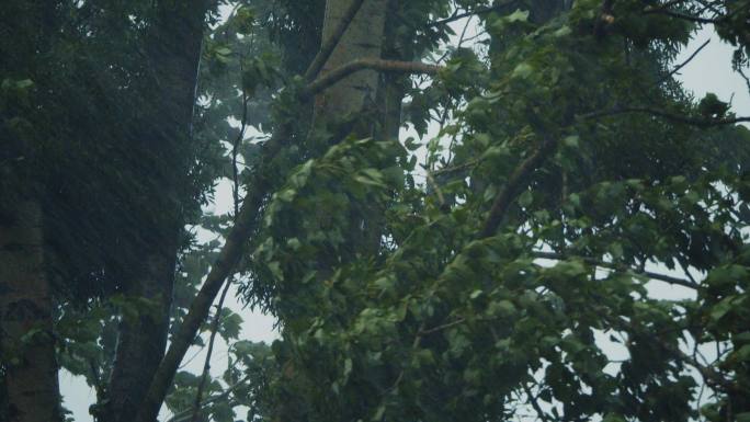 【4K】狂风暴雨台风暴雨大风大雨风雨飘摇