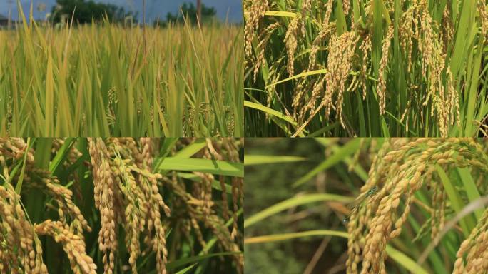 空镜水稻稻田以及稻穗特写合集