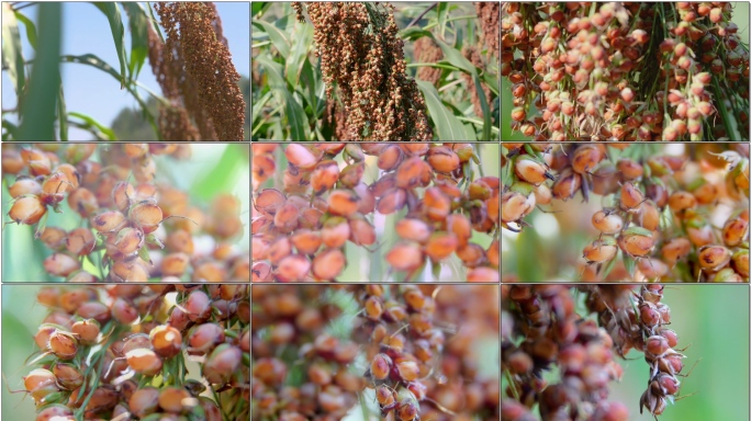 高粱特写 高粱地 红高粱