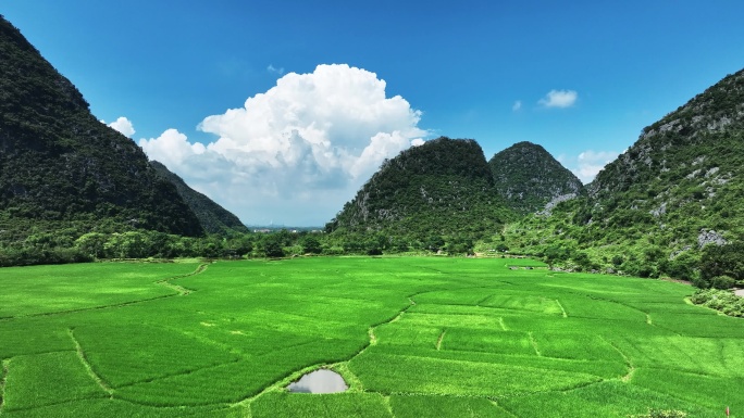 蓝天白云阳光下桂林喀斯特山谷中的绿色稻田