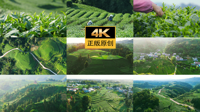 高山茶园乡村振兴田园风景