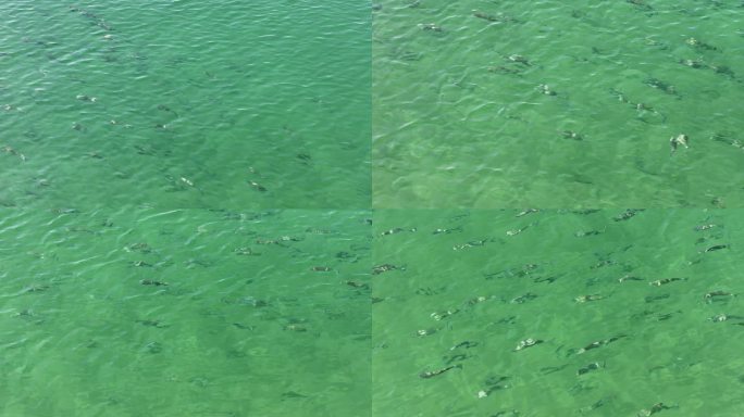 户外海平面的鱼