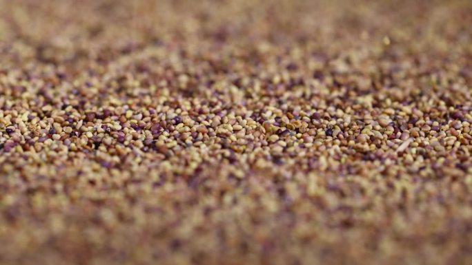 在田间种植的三叶草种子