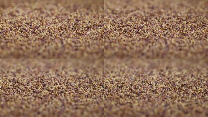 在田间种植的三叶草种子