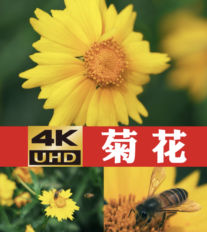 4K 菊花 蜜蜂 采蜜 春天