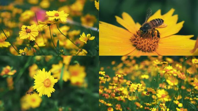 4K 菊花 蜜蜂 采蜜 春天