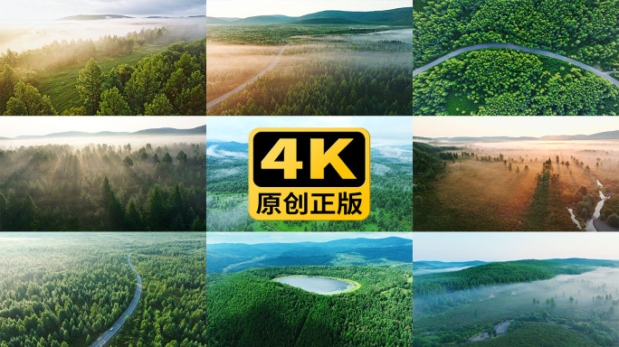 薄雾森林航拍4K实拍