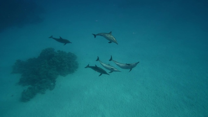 海豚在红海的蓝色海水中嬉戏。野生海豚在水下呼吸的镜头。在其自然栖息地的水生海洋动物。友好的宽吻海豚特
