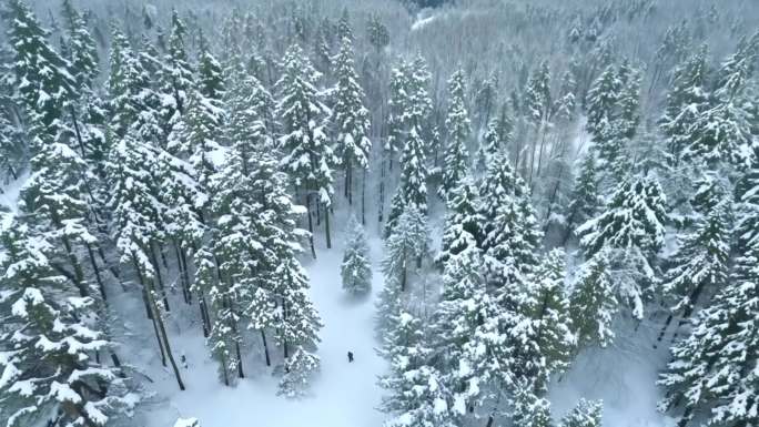 森林降雪鸟瞰风光美景树林大自然雪花飘落