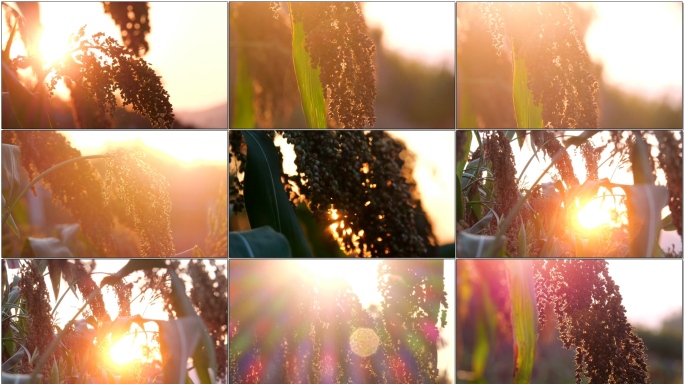 高粱 唯美高粱 逆光下高粱