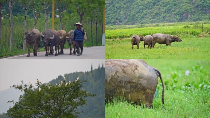 水牛 放牛 农民 野生白鹭 生态4K合集