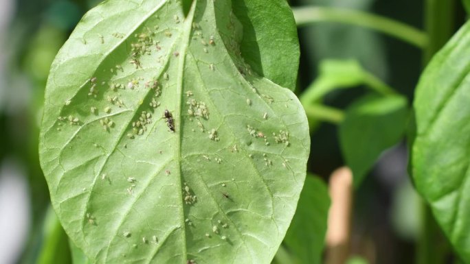 被蚜虫侵染的绿叶特写，蚂蚁爬在叶子上以蚜虫的甜味分泌物为食，受损的辣椒植株，植物害虫和农业问题的概念