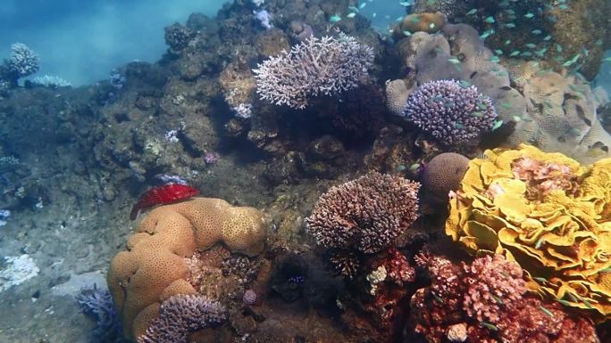 红珊瑚石斑鱼，学名Cephalopholis miniata，产自红海