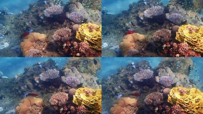 红珊瑚石斑鱼，学名Cephalopholis miniata，产自红海