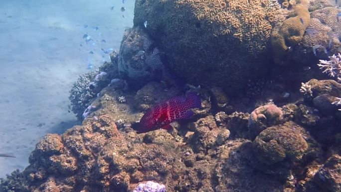 红珊瑚石斑鱼，学名Cephalopholis miniata，生活在红海亚喀巴湾