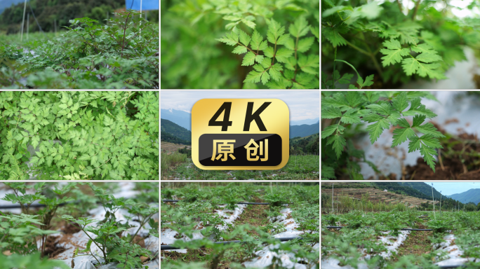 种植基地农田覆膜 粮食植物中药材当归