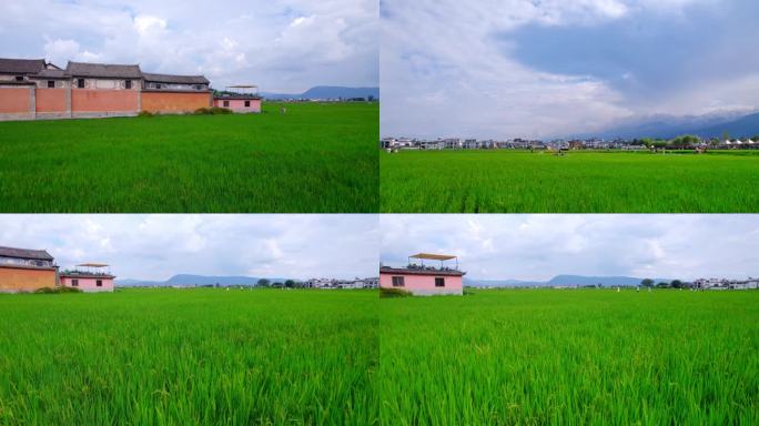 喜洲古镇稻田航拍