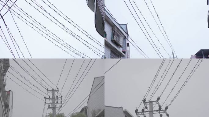 电线上成群的燕子