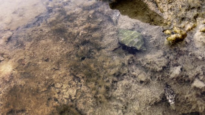 寄居蟹在潮池旁的湿沙中游弋，概念海岸海洋生物宁静的环境魅力