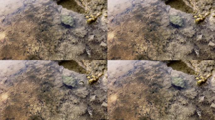 寄居蟹在潮池旁的湿沙中游弋，概念海岸海洋生物宁静的环境魅力