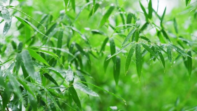 竹叶春天雨季小清新